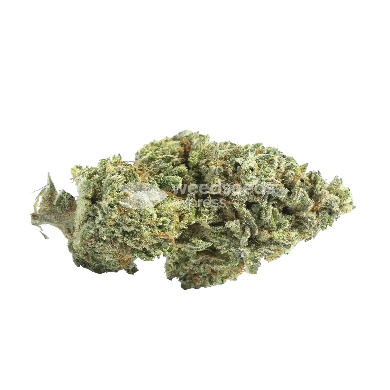 White Runtz Bud