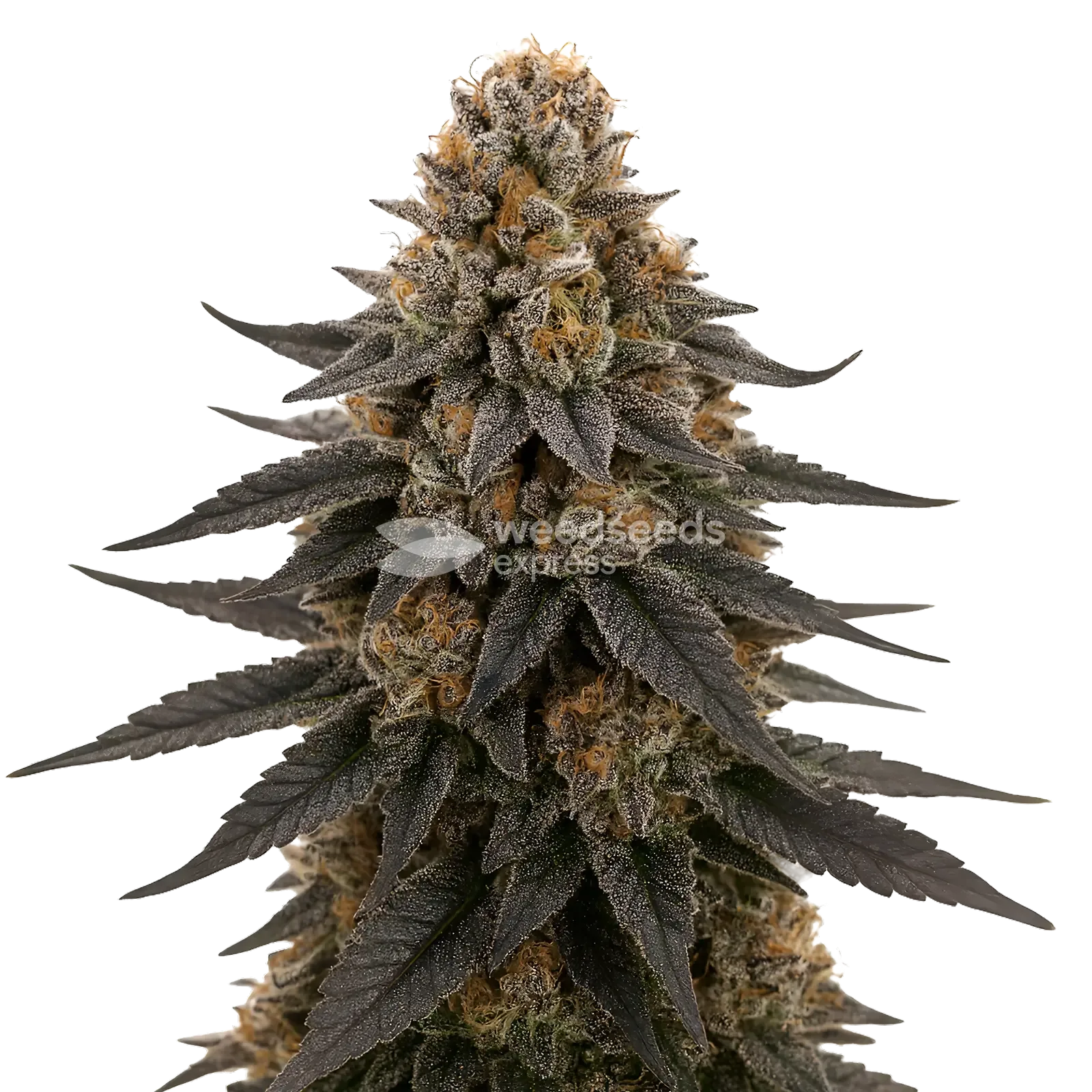 White Runtz Cannabis Plant