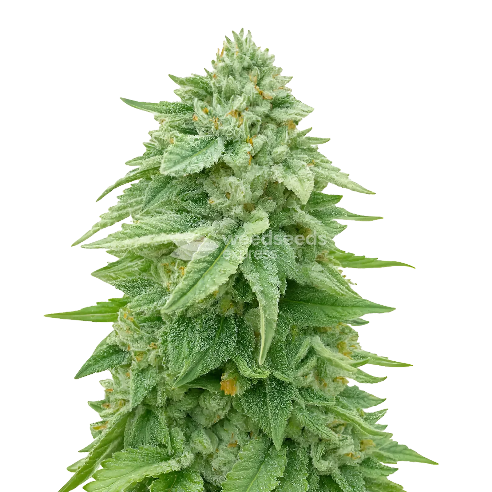 White Truffle Cannabis Plant