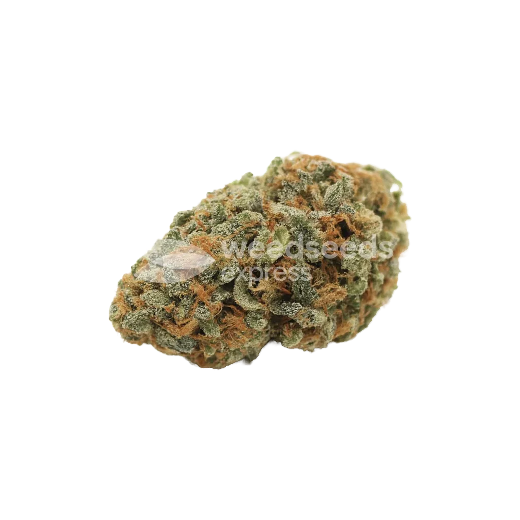 White Widow Auto Bud