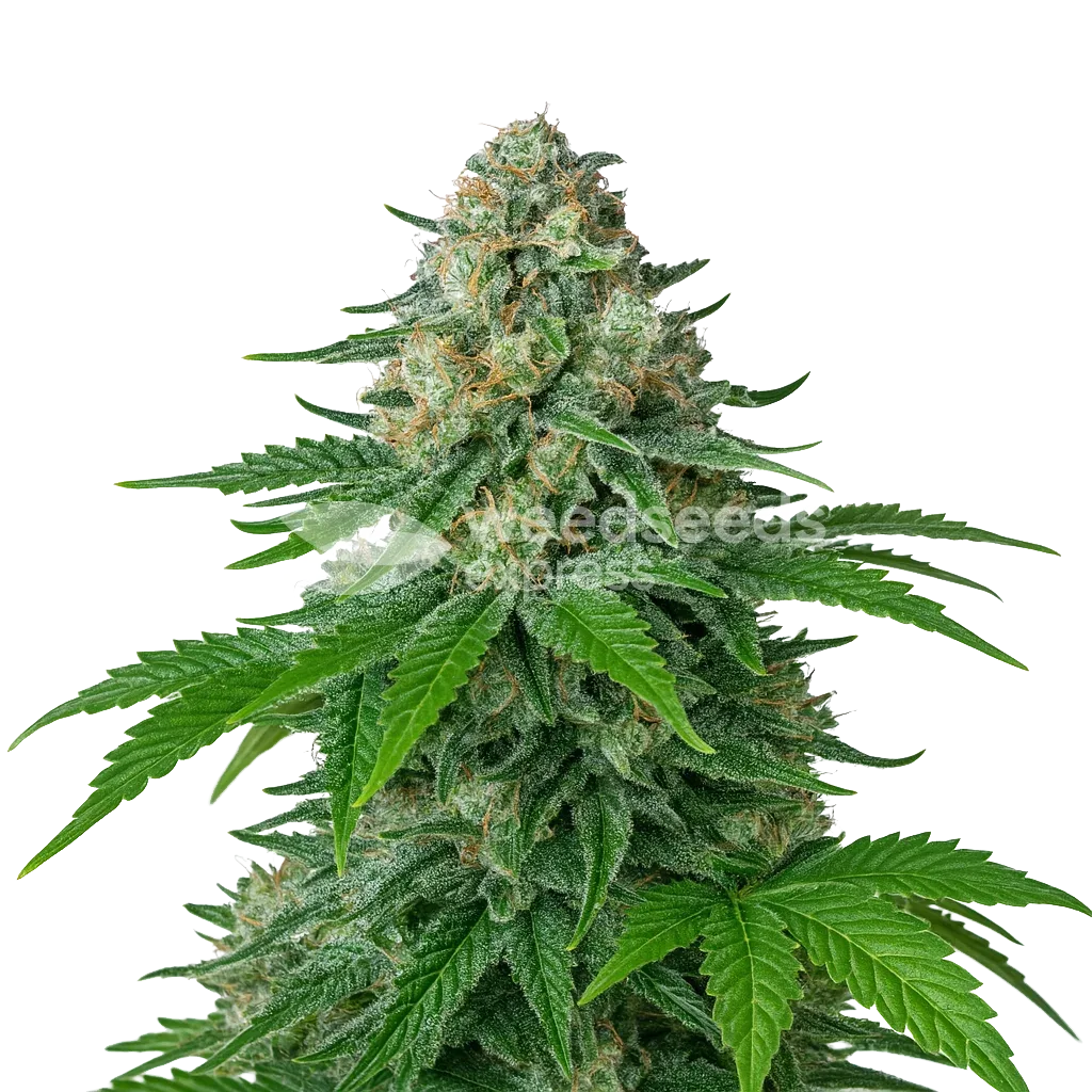 White Widow Auto Plant