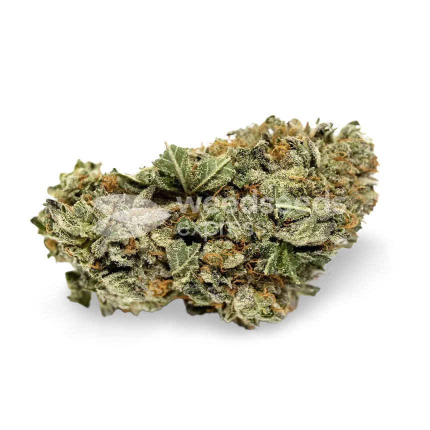 White Widow X Northern Lights bud