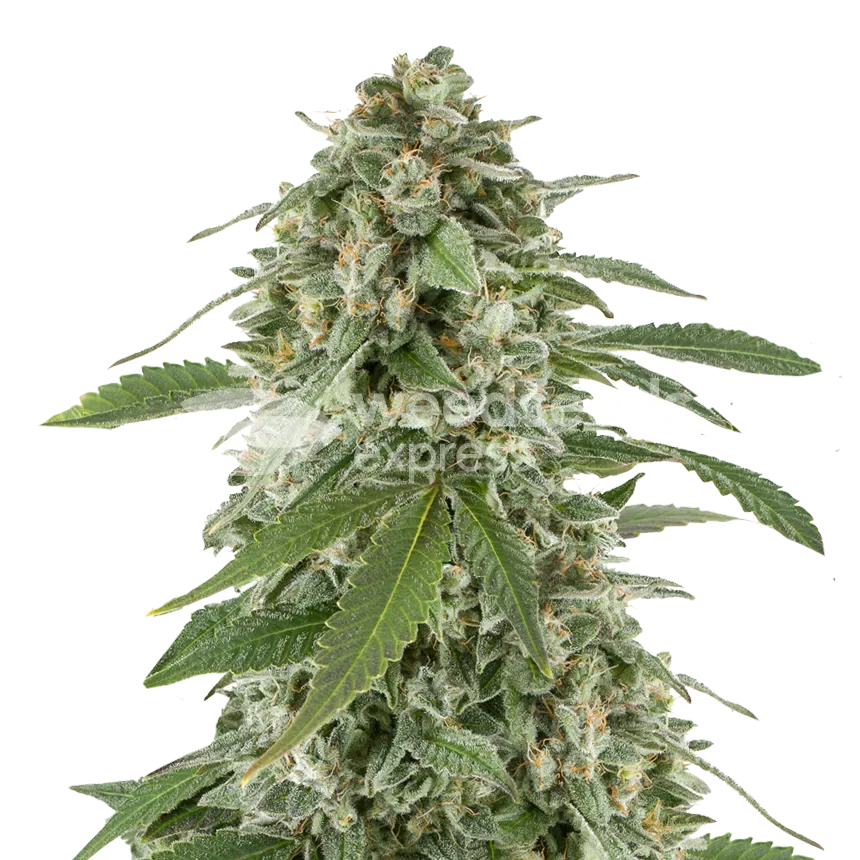 White Widow X Northern Lights plant