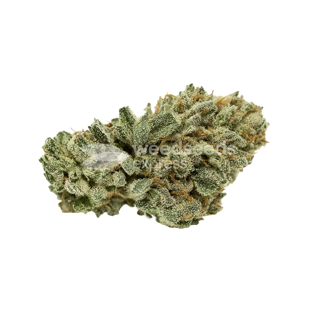 White Widow x Northern Lights Auto Bud
