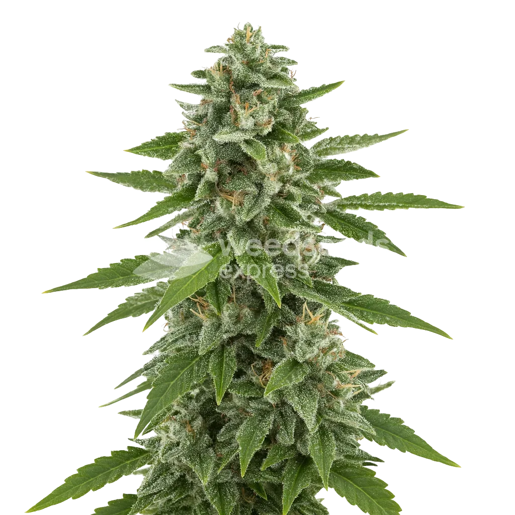 White Widow x Northern Lights Auto Plant