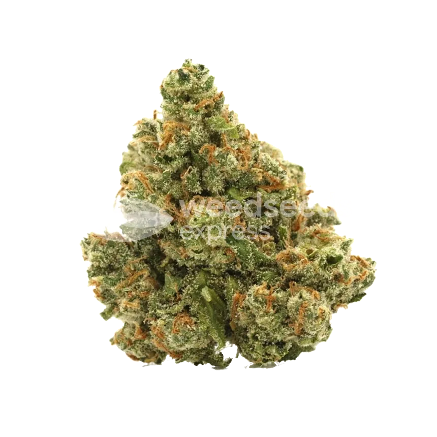 XJ-13 Bud
