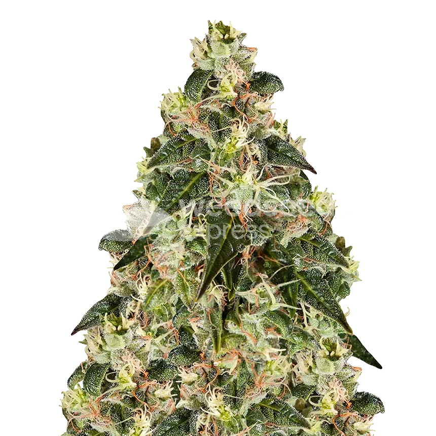 XJ-13 Plant