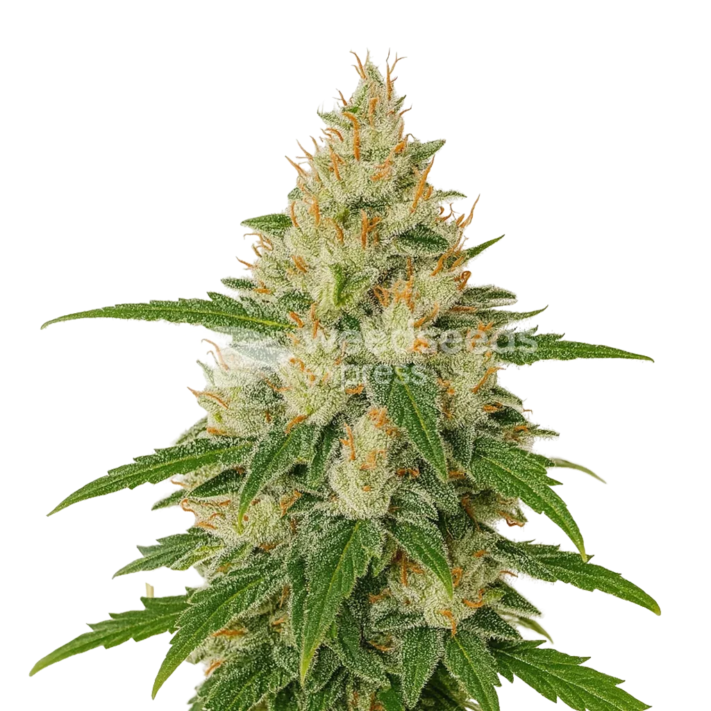Zkittlez Auto Plant