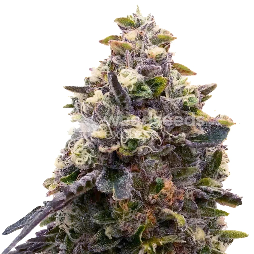 Zoap plant