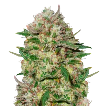 24K Gold cannabisplant