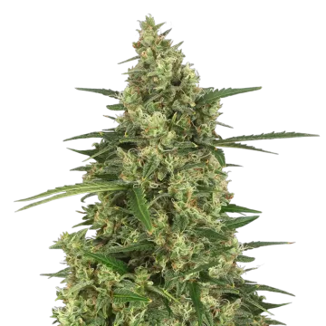 9 Pound Hammer cannabisplant