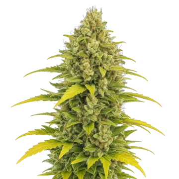 Acapulco Gold Auto cannabisplant