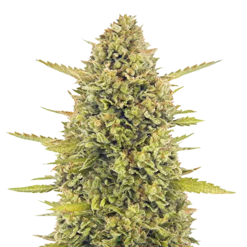 Acapulco Gold cannabisplant