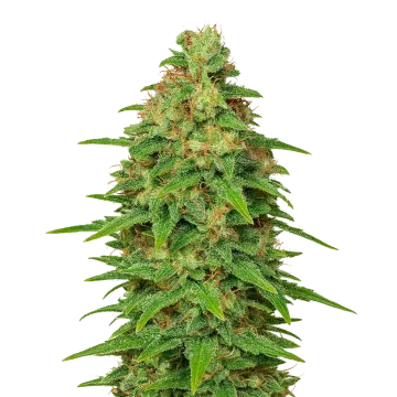 ACDC Auto cannabisplant