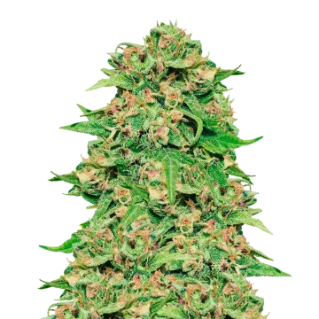 ACDC cannabisplant