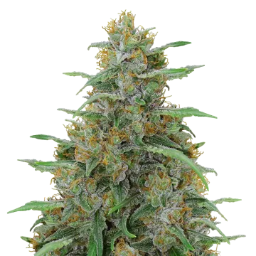 Adrenaline OG cannabisplant