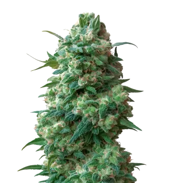 Afghan Kush cannabisplant