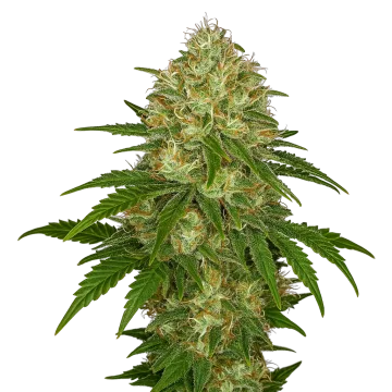 Afghani Auto cannabisplant