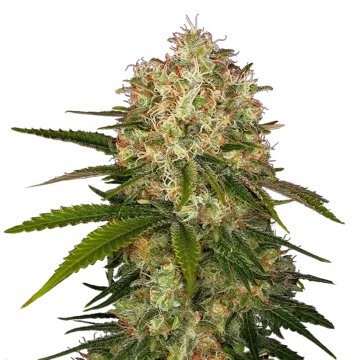 Afghani cannabisplant