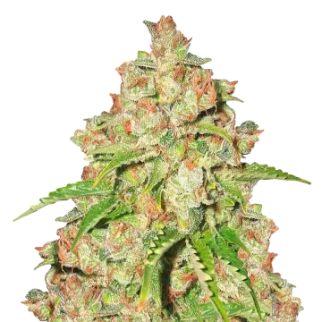 Agent Orange cannabisplant