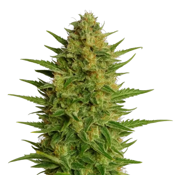 AK-47 Auto cannabisplant
