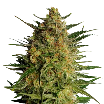 AK-47 Regular cannabisplant
