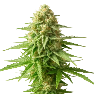 AK-48 Auto cannabisplant