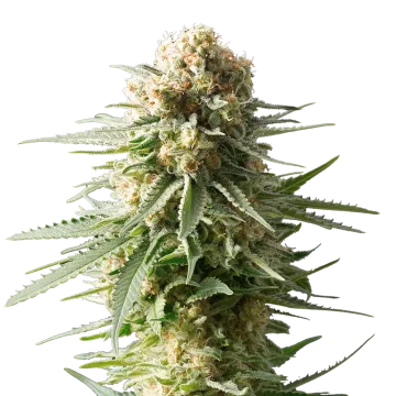 AK-48 cannabisplant