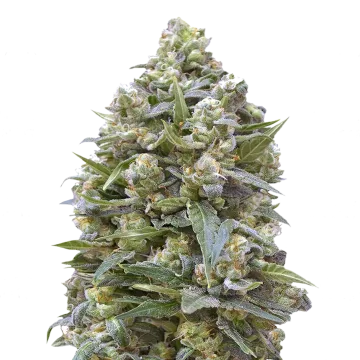 Alaskan Thunder Fuck cannabisplant