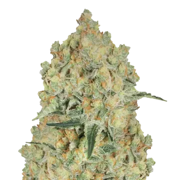Alien OG cannabisplant