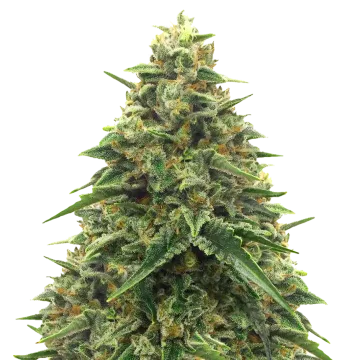 Alpine Star CBD cannabisplant