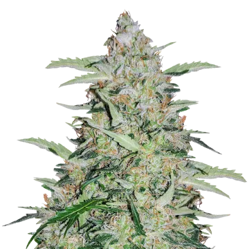 American Patriot cannabisplant
