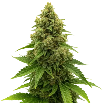 Amnesia Auto cannabisplant