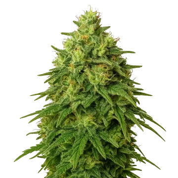Amnesia Haze Auto cannabisplant