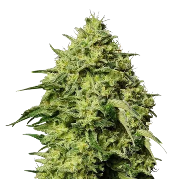 Amnesia Haze cannabisplant