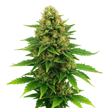 Amnesia Haze X Blueberry Auto cannabisplant