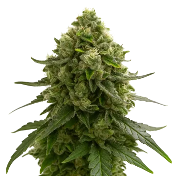 Amnesia Kush Auto cannabisplant