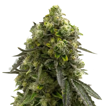 Amnesia Kush cannabisplant