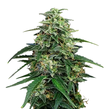 Amnesia Lemon Kush cannabisplant