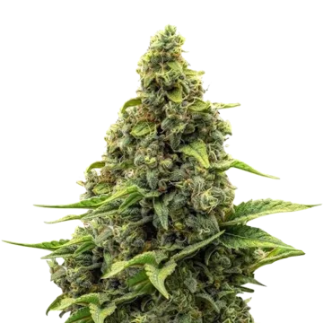 Amnesia cannabisplant