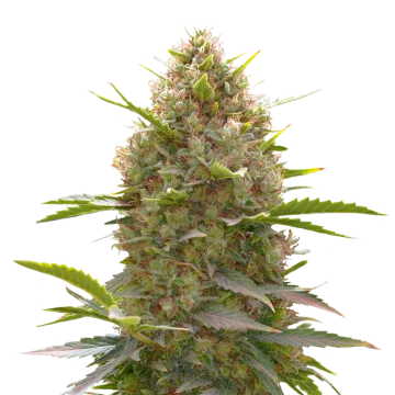 Amnesia Haze x White Widow cannabisplant