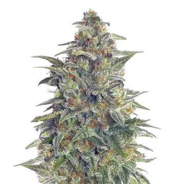 Animal Cookies