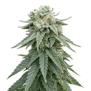 Animal Face Auto cannabisplant