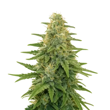 Apple Fritter Auto cannabisplant