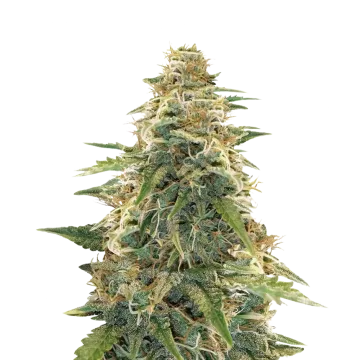 Apple Fritter cannabisplant