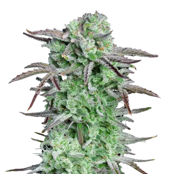 Apples and Bananas cannabisplant