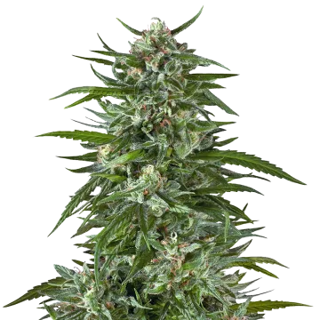 Aspirin OG cannabisplant
