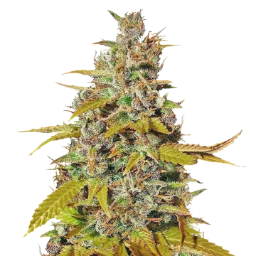 Australian Gold cannabisplant