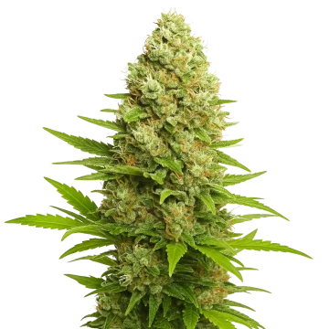 Banana Kush Auto cannabisplant