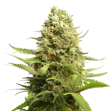 Banana Kush cannabisplant